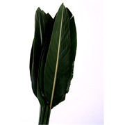 image фото Strelitzia Reginae Leaf - стрелиция оптом купить цветы и растения из Голландии, Германии, Италии, Испании, Дании, Эквадора, Колумбии, Азии, Африки, Израиля, Китая, Тайланда, Тайваня с доставкой по Украине в: Киев, Львов, Черкассы, Кировоград, Полтава, Ровно, Днепропетровск, Запорожье, Харьков, Кривой Рог, Днепр, Одесса, Николаев, Херсон, Умань, Кропивницкий